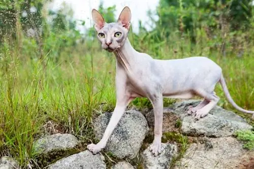 12 גזעי חתולים למראה מוזר (עם תמונות)