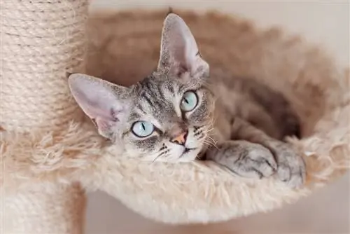 Die 15 besten Katzenrassen für Menschen mit Allergien (mit Bildern)