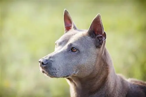 2 Natatanging Thai Dog Breeds na Dapat Mong Makita (May Mga Larawan)