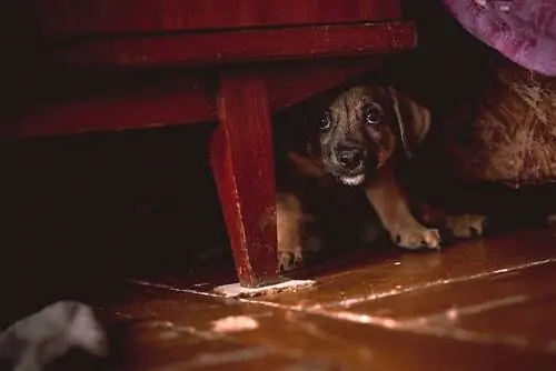 Is je hond bang? 13 veelvoorkomende geluiden die honden doen schrikken