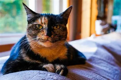 Kaip prižiūrėti vėžliukų katę: 10 ekspertų patarimų