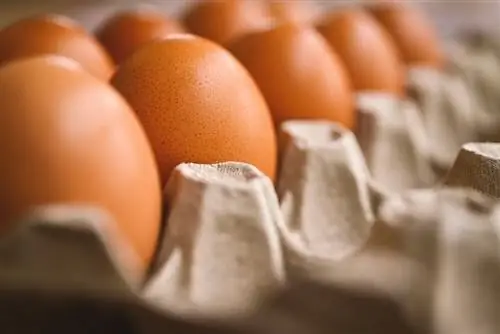 İtlər üçün yumurta necə bişirilir: 3 baytar tərəfindən təsdiqlənmiş resept & Faktlar
