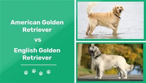 Golden Retriever Mỹ và Anh: Đâu là sự khác biệt? (Có Hình Ảnh)