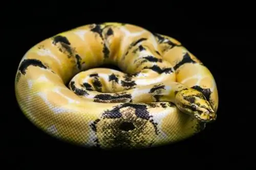 7 Karaniwang Ball Python Mga Problema sa Kalusugan, Mga Sakit & Mga Sakit (Sagot ng Vet)