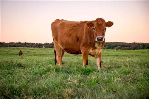 22 British Cattle Breeds