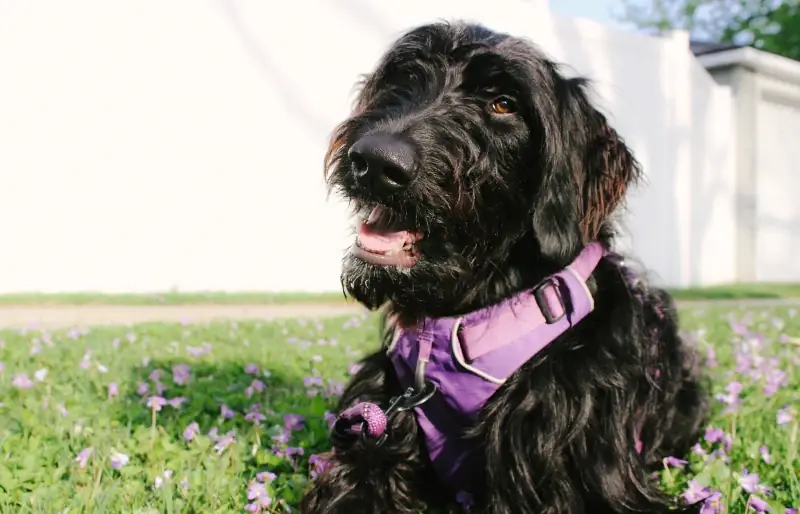 Black Goldendoodle: činjenice, podrijetlo & Povijest (sa slikama)