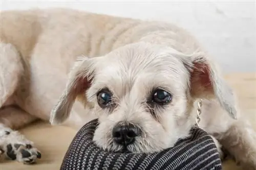 Schnau-Tzu (Miniature Schnauzer & Shih Tzu Mix): Info, billeder, pleje & Mere