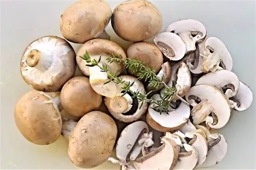 Pot puii să mănânce ciuperci? Dieta & Sfat Wellness