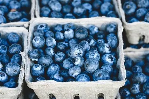Je, Kuku Wanaweza Kula Blueberries? Diet & Ushauri wa Afya