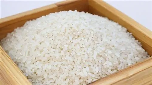 Mohou kuřata jíst rýži? Dieta & Rady pro zdraví