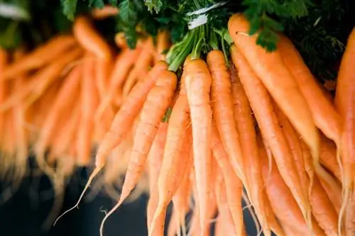क्या घोड़े गाजर खा सकते हैं? आहार & स्वास्थ्य सलाह