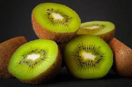 Kunnen cavia's kiwi eten? Dieet & Gezondheidsadvies