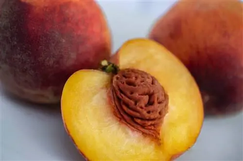 Maaari Bang Kumain ng Mga Peaches ang Guinea Pig? Diet & Payo sa Kalusugan