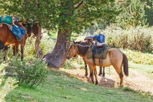 Колко тегло може безопасно да носи един кон? Факти & ЧЗВ
