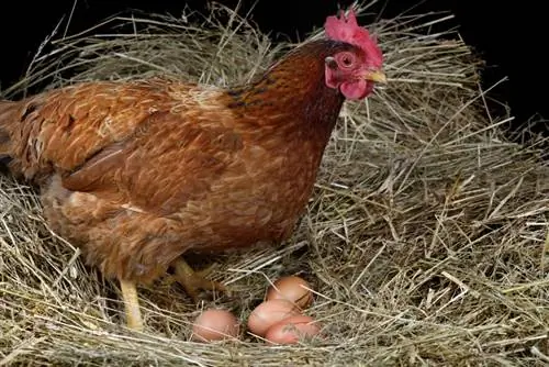 Pourquoi les poules pondent-elles des œufs non fécondés ? Faits & FAQ