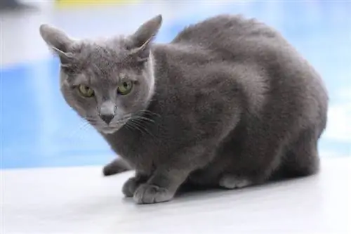 10 Russische kattenrassen (met afbeeldingen)