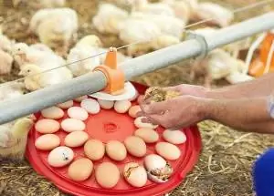 10 Beste eierincubator voor kippen, eenden & Kwartels in 2023 – Recensies & Topkeuzes