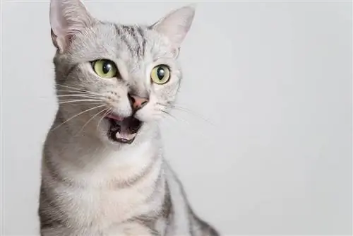 12 beste kattenrassen voor emotionele steun (met afbeeldingen)
