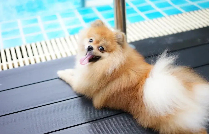 Houden Pomeranians van water? Alles wat u moet weten