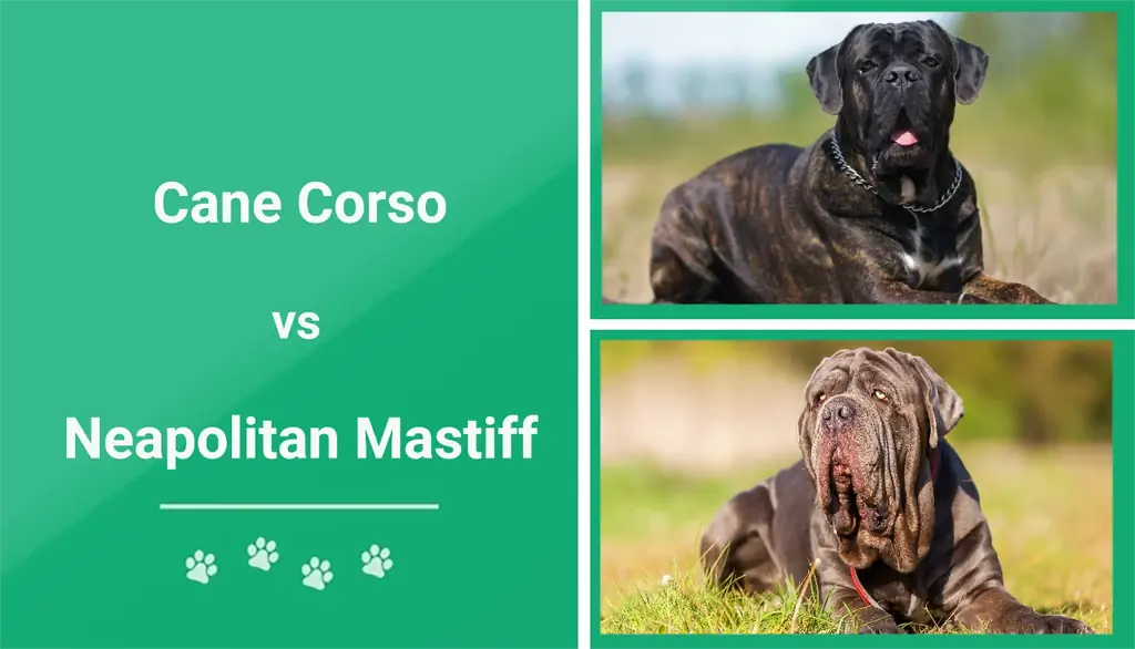 Cane Corso vs. Napolitaanse Mastiff: verschillen uitgelegd (met afbeeldingen)
