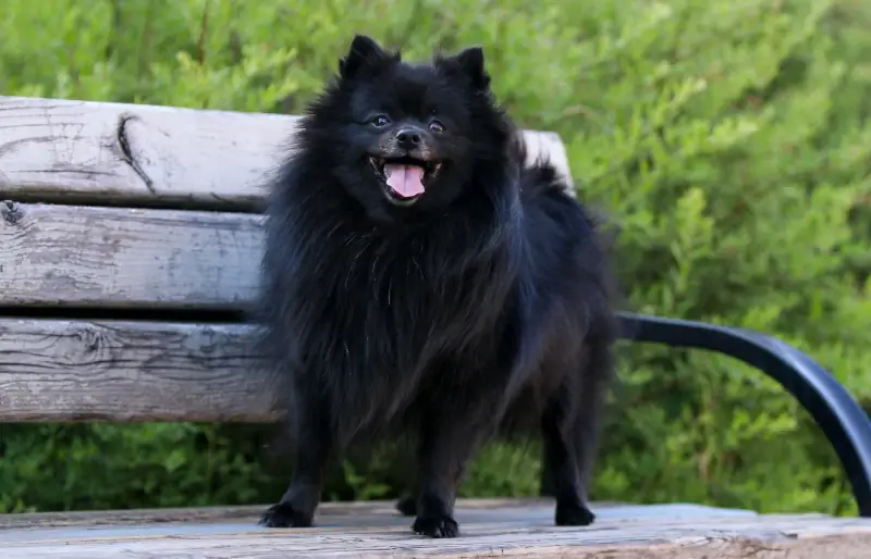 Black Pomeranian: Facts, Origin & History (with Pictures)