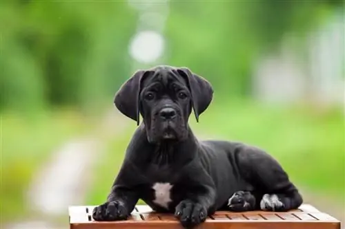 Apakah Cane Corso Menumpahkan Banyak? Fakta, Tip & FAQ