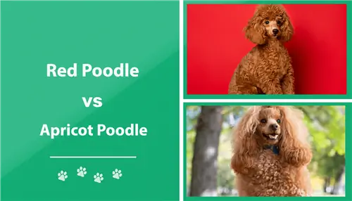 Red vs Apricot Poodle: The Differences Explained (Με εικόνες)