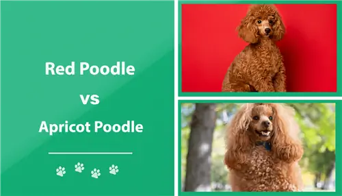 Red vs Apricot Poodle: as diferenças explicadas (com fotos)