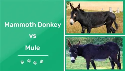 Mammoth Burro vs. Mula: Explicación de las diferencias (con imágenes)