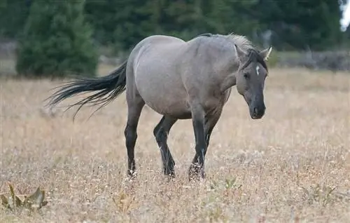 Պատկեր