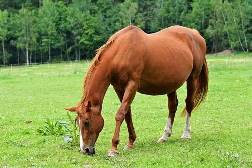 Jak długo konie są w ciąży? (Okres ciąży) Vet Reviewed Science & Fakty