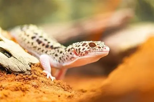 10 vom Tierarzt überprüfte häufige Krankheiten bei Leopardgeckos (& Pflegetipps)