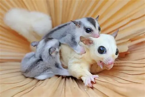 Πόσα μωρά έχουν τα Sugar Gliders σε μια γέννα;