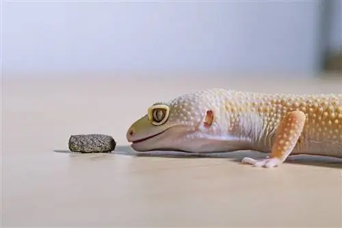 Leopard Gecko'nuz Neden Yemek Yemiyor? Çözümlü 9 Neden