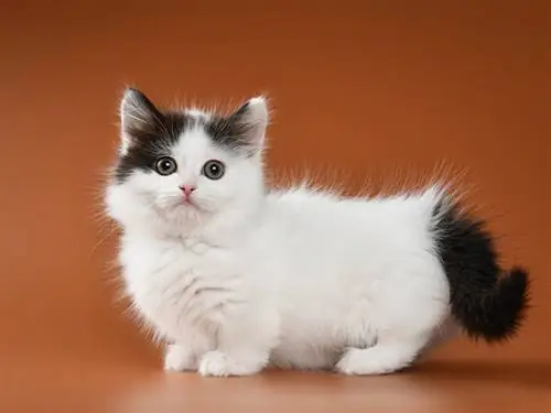 Munchkin Cat የህይወት ዘመን፡ አማካይ እና ከፍተኛ የህይወት ተስፋ
