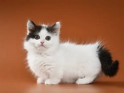 Munchkin Cat Levensduur: gemiddelde en maximale levensverwachting