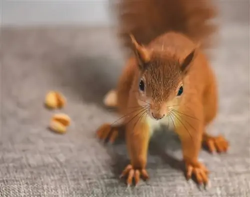 Cum să ai grijă de un pui de veveriță: Fișă de îngrijire & Ghid 2023