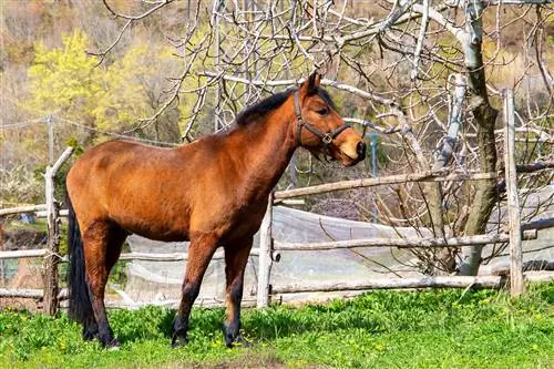 6 tipuri de garduri cu cai: diferențe notabile & Asemănări (Pro & Contra)