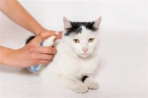 Πώς να αποτρέψετε τα τσιμπήματα εντόμων στις γάτες; Υπάρχουν εντομοαπωθητικά για γάτες;