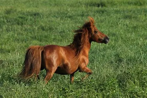 Miniaturni konji kot živali za čustveno podporo: dejstva & Pogosta vprašanja