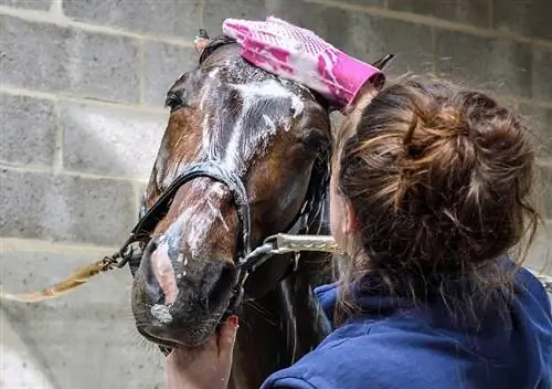 10 mejores champús para caballos 2023 – Reseñas & Las mejores selecciones