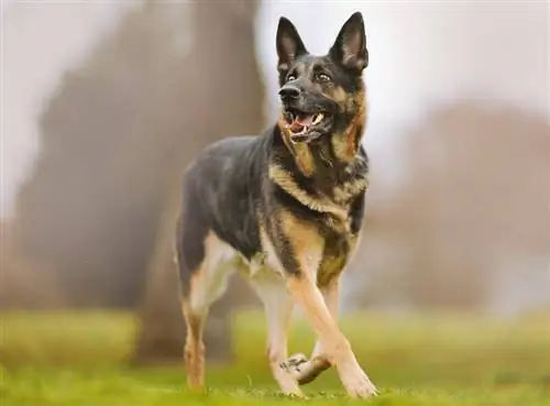 12 najbolj zvestih pasem psov: pasji spremljevalci (s slikami)