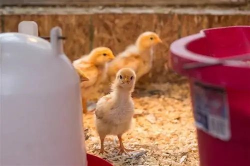 Bugün Yapabileceğiniz 7 Kendin Yap Tavuk Yetiştirme Makinesi (Resimlerle)