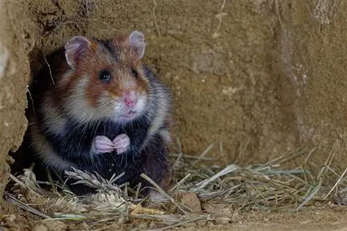 Waar woon hamsters in die natuur? Interessante feite & Gereelde vrae