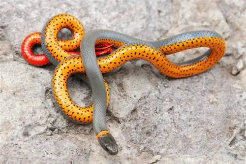10 șerpi mici de companie: care rămân mici (cu imagini)