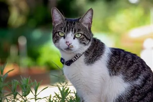 Die 17 besten Katzenrassen für Senioren (mit Bildern)