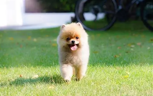 Jak velký je pomeranian? Průměrná hmotnost & Graf růstu