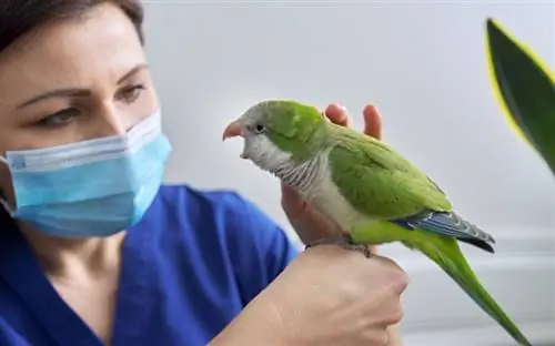 9 häufige Gesundheitsprobleme bei Hausvögeln (Antwort des Tierarztes)