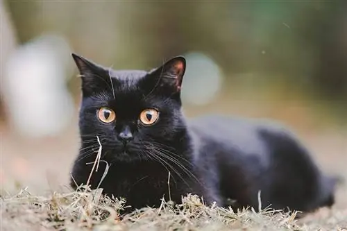 Black Scottish Fold – História, obrázky, fakty & Viac