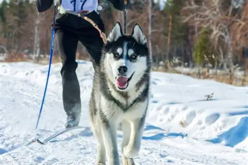 Кескін